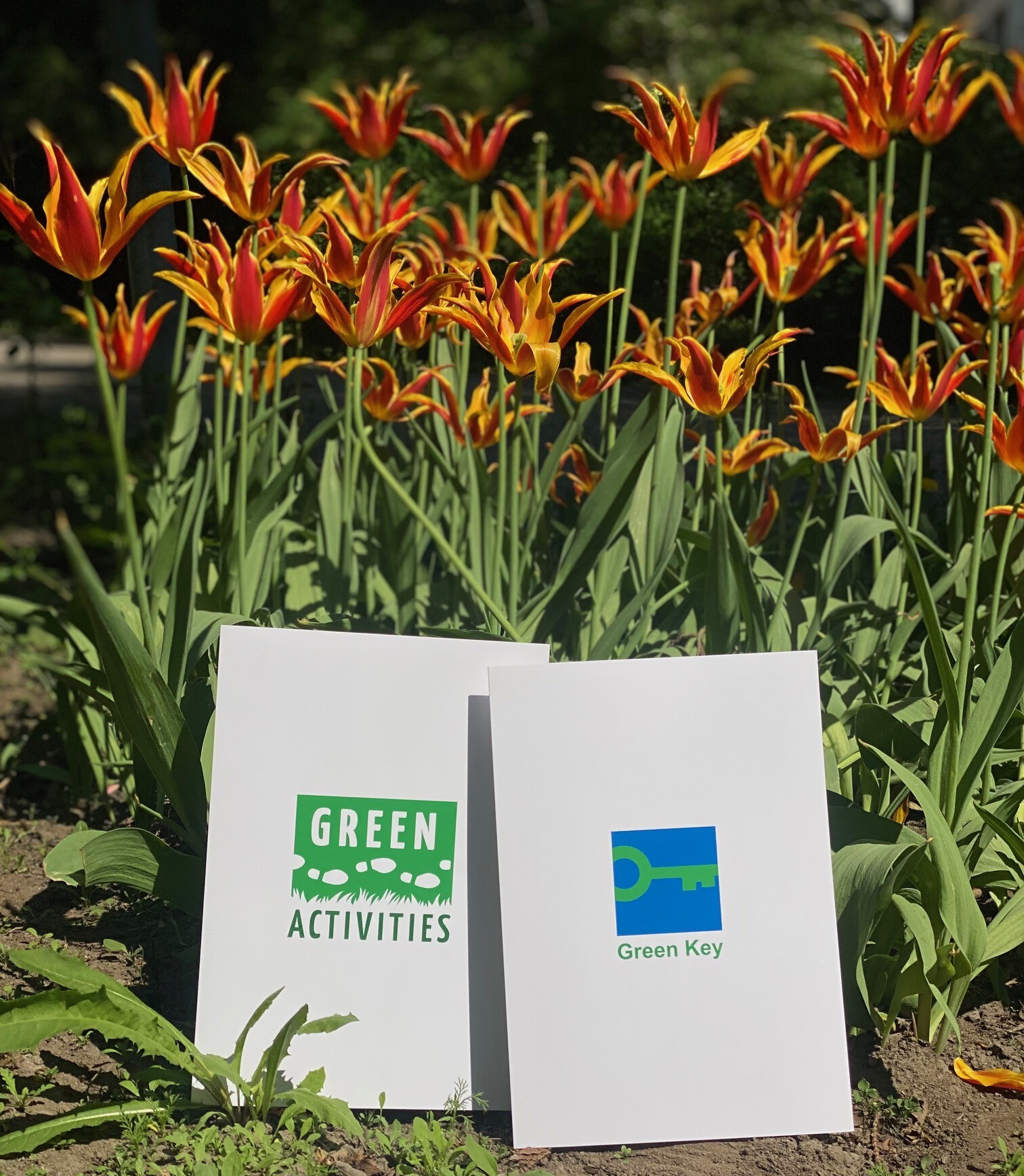 Green Activities ja Green Key kansiot oranssien puutarhakukkien edessä.