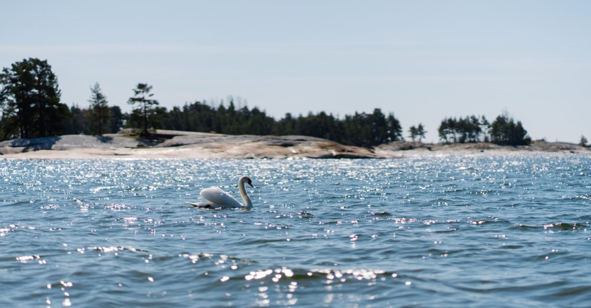 Kuvassa valkoinen kyhmyjoutsen lipuu sinisellä kimaltavalla merellä. Taustalla näkyy sileitä kallioita ja tummia puita.