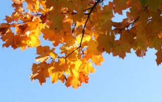 Syksyn kultaamia vaahteran lehtiä kirkkaan sinistä taivasta vasten.