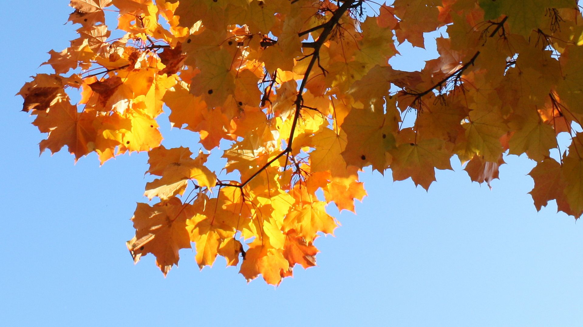 Syksyn kultaamia vaahteran lehtiä kirkkaan sinistä taivasta vasten.
