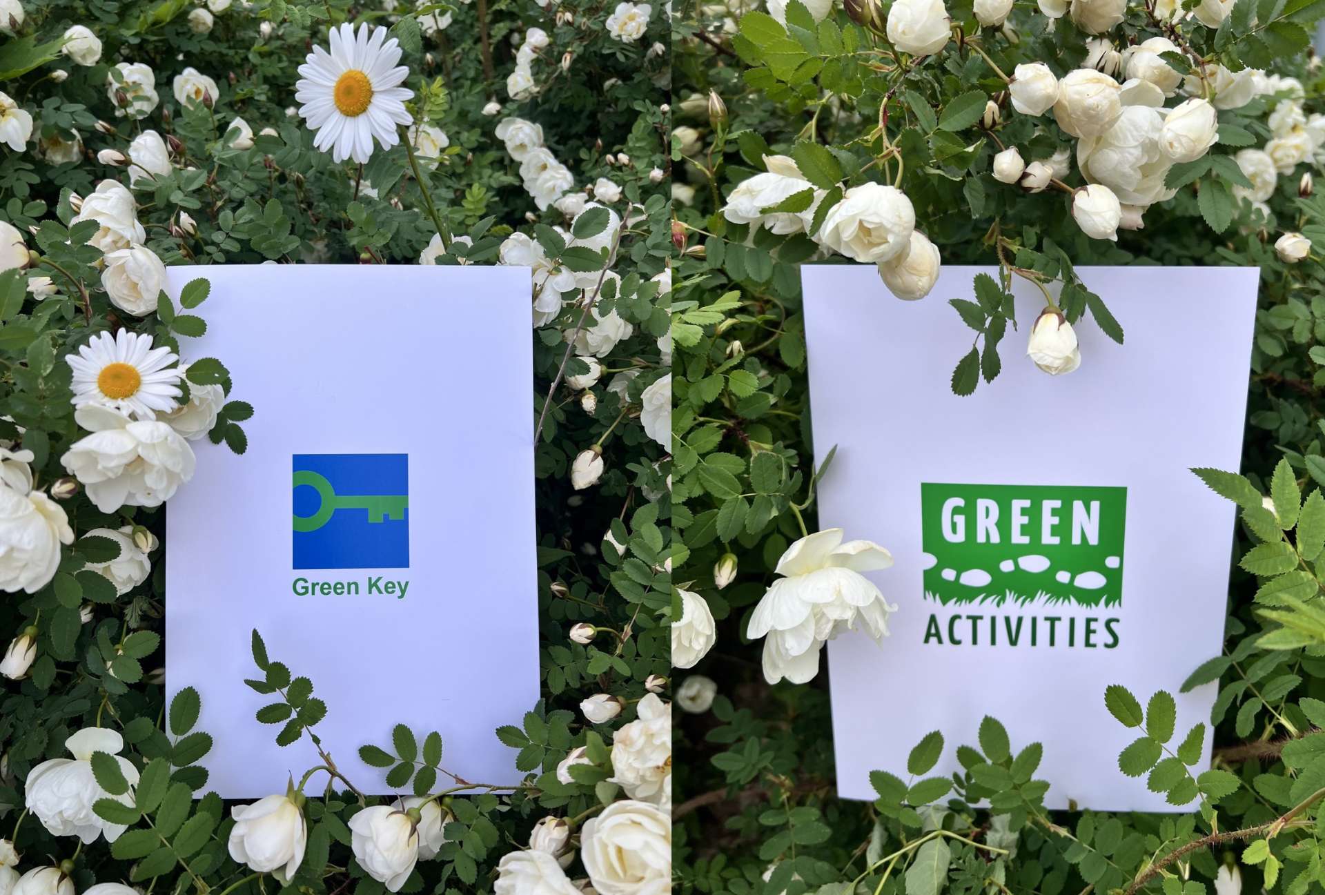 Green Key kansi ja Green Activities kansi juhannusruusujen keskellä.