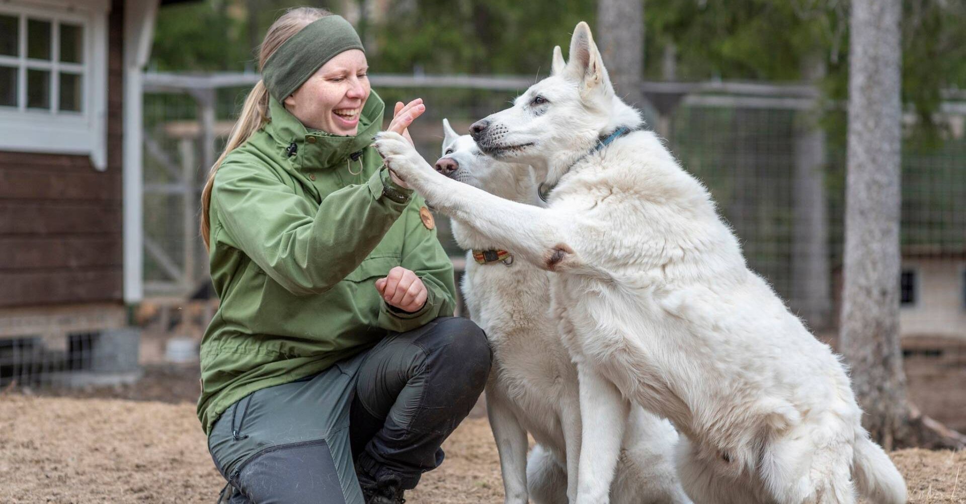 Kuvassa nainen antaa ylävitosen valkoiselle koiralle, joka nostaa vasenta tassua ylöspäin. Koiran takana on myös toinen valkoinen koira.