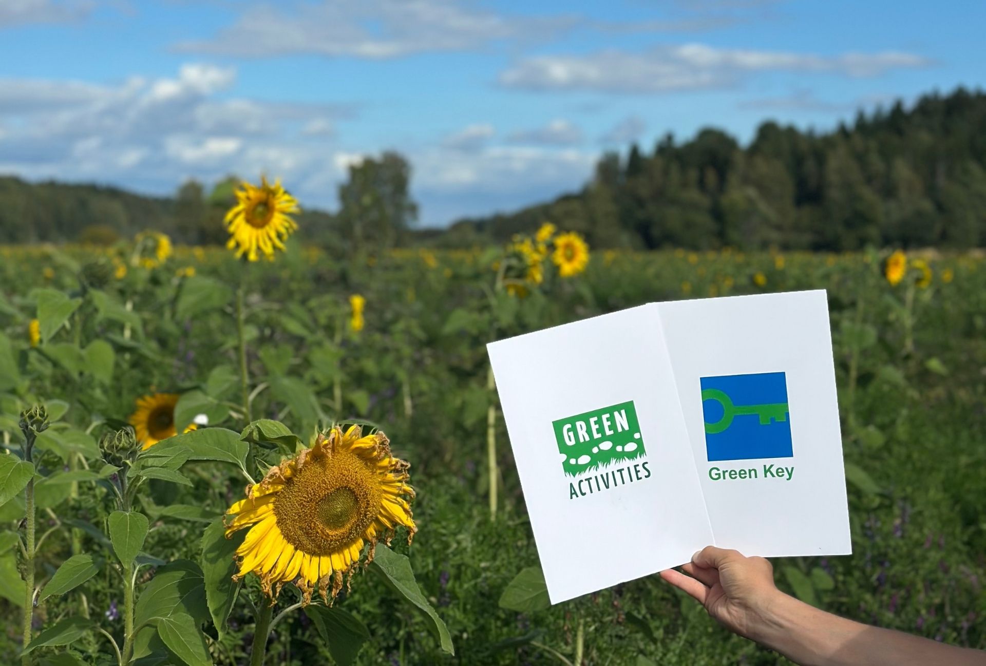 Green Key ja Green Activities -sertifikaattikannet auringonkukkapellolla