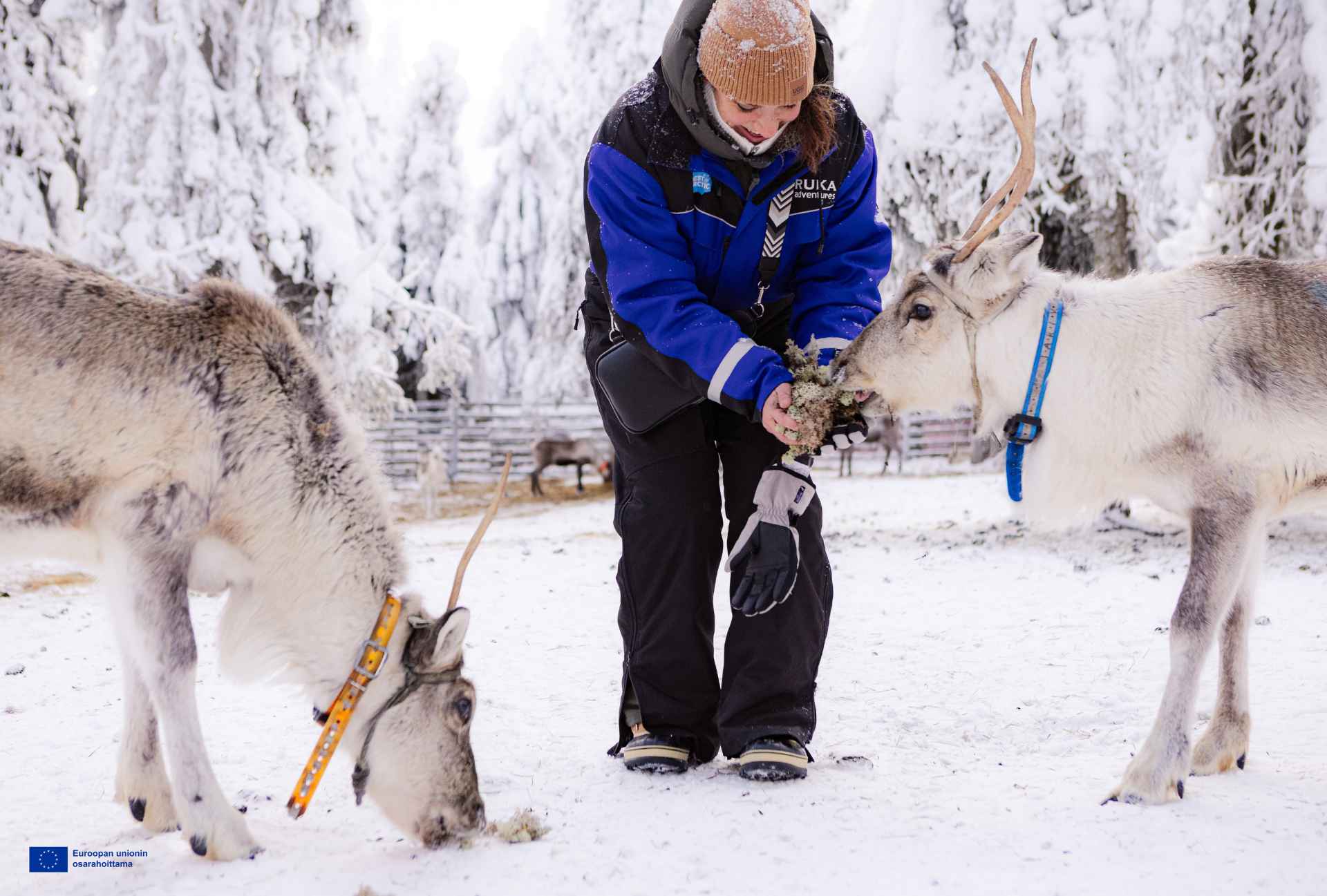 Talvisessa kuvassa sinitakkinen nainen syöttää porolle jäkälää käsistään. Naisen takissa on logo Ruka Adventures.